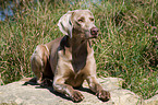 Weimaraner