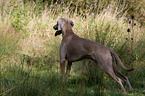 Weimaraner