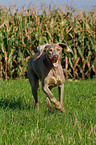 running Weimaraner