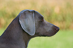 Weimaraner Portrait