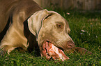 eating Weimaraner