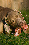 eating Weimaraner