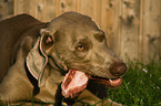 eating Weimaraner