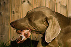 eating Weimaraner