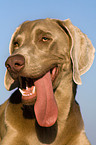 panting Weimaraner