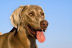 Weimaraner Portrait