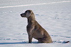 Weimaraner in snow