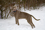 Weimaraner in snow