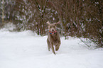 Weimaraner in snow