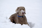 Weimaraner in snow