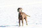 Weimaraner in snow