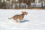 Weimaraner in snow