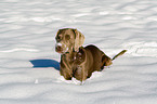 Weimaraner in snow