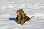 Weimaraner in snow