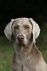 Weimaraner Portrait