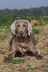 Weimaraner