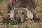 Weimaraner