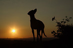 Weimaraner in sundown