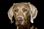 Weimaraner Portrait