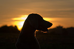 Weimaraner in sundown