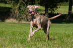 running Weimaraner