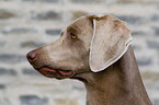 Weimaraner Portrait