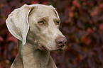 Weimaraner Portrait