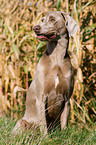 running Weimaraner