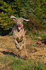 running Weimaraner