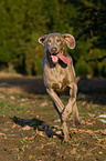 running Weimaraner