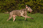 running Weimaraner