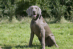 sitting Weimaraner