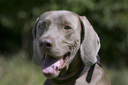 Weimaraner Portrait