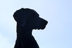 Weimaraner Portrait