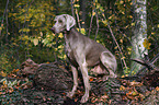 sitting Weimaraner