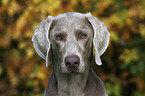 Weimaraner Portrait