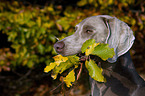 Weimaraner Portrait