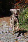 running Weimaraner