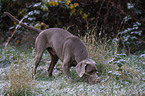 rummaging Weimaraner