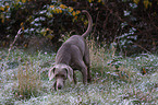 rummaging Weimaraner