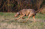 running Weimaraner