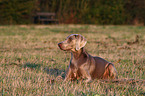 lying Weimaraner