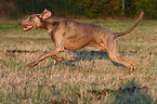 running Weimaraner