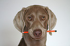 Weimaraner with pencil in mouth