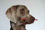 Weimaraner with pencil in mouth