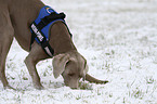 snuffling Weimaraner