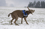 shaking Weimaraner