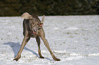 shaking Weimaraner