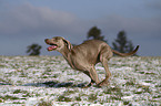 running Weimaraner