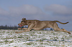 running Weimaraner